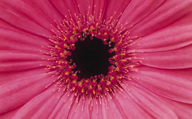 Pink Flower